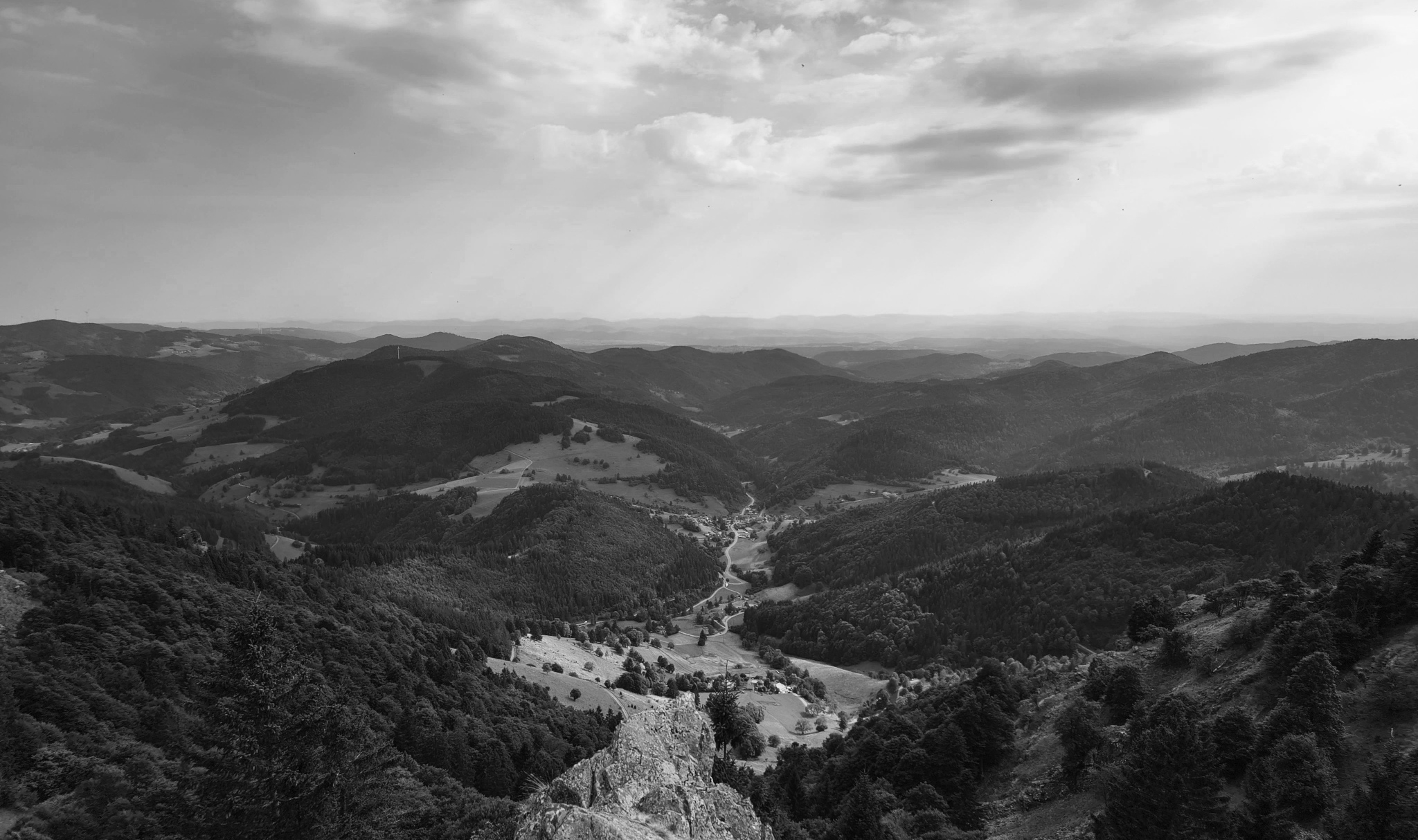 Black and white top view of a forest
